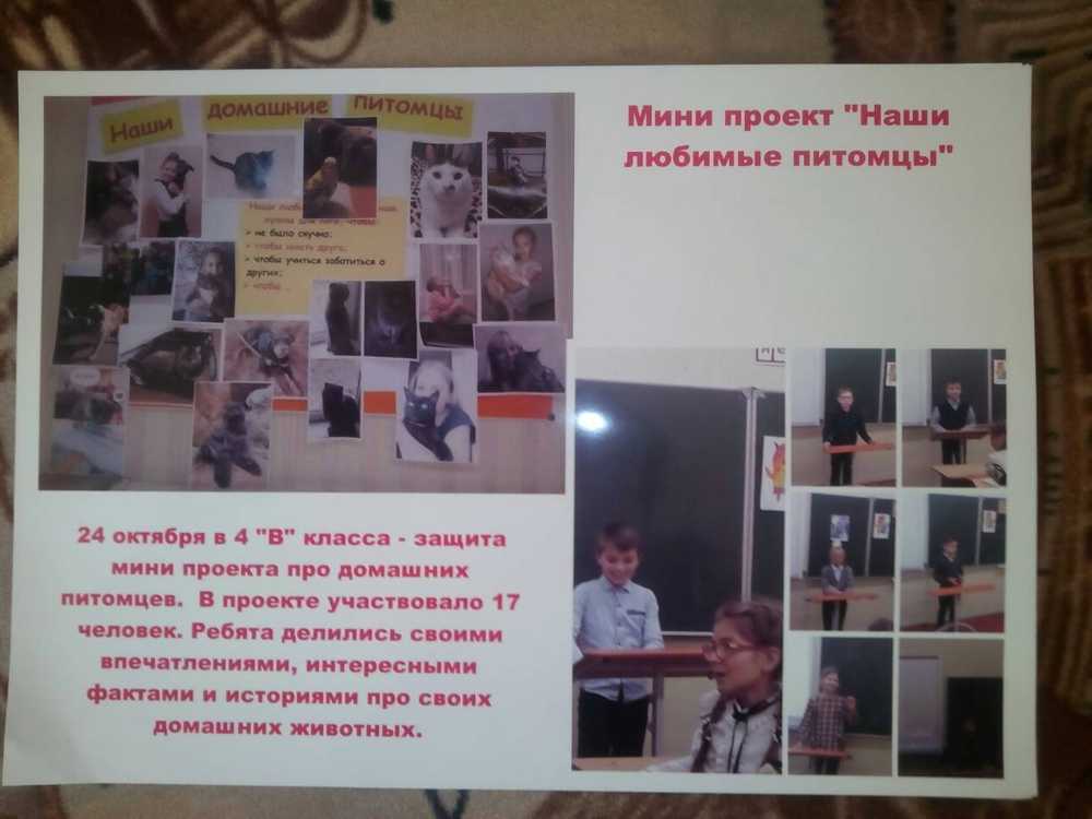 животные