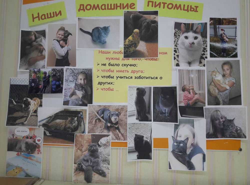 животные 3